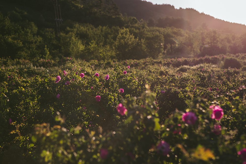 Rose fields at sunrise