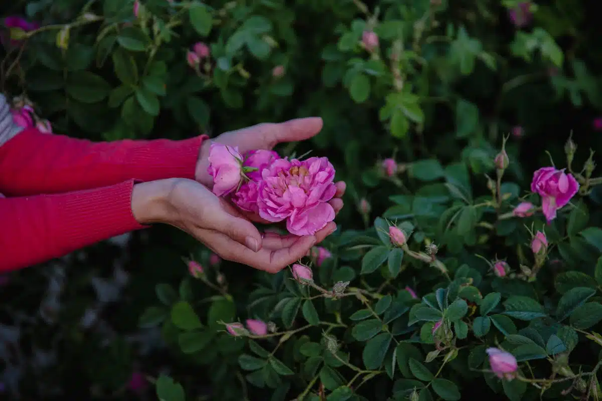 edible roses for well-being from within